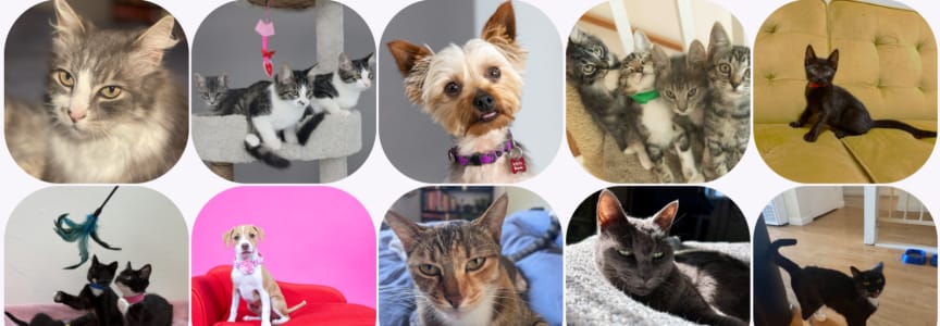 Bark (& Meow) Around the Block