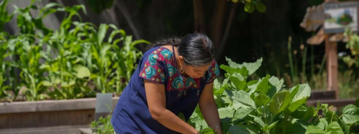 Urban Milpa – Garden Series #5 Preparing for Harvest