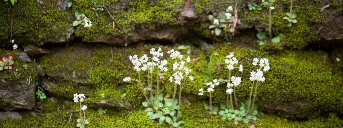 Wildflowers of Field and Forest