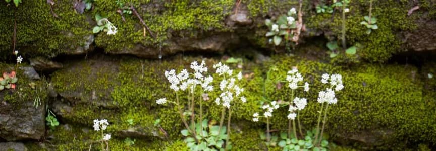 Wildflowers of Field and Forest