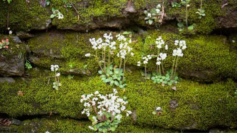 Wildflowers of Field and Forest