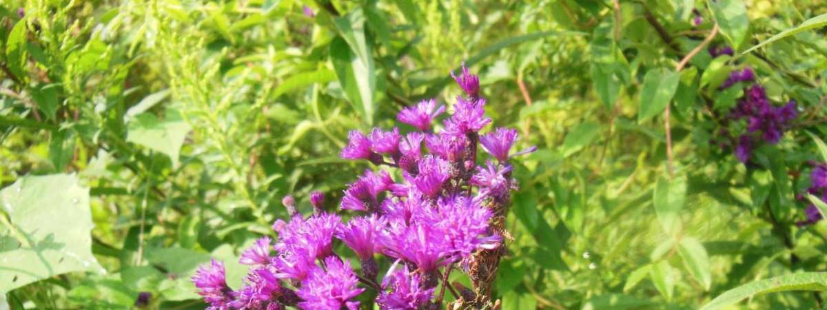 I'm Blooming in the Meadow
