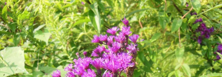 I'm Blooming in the Meadow
