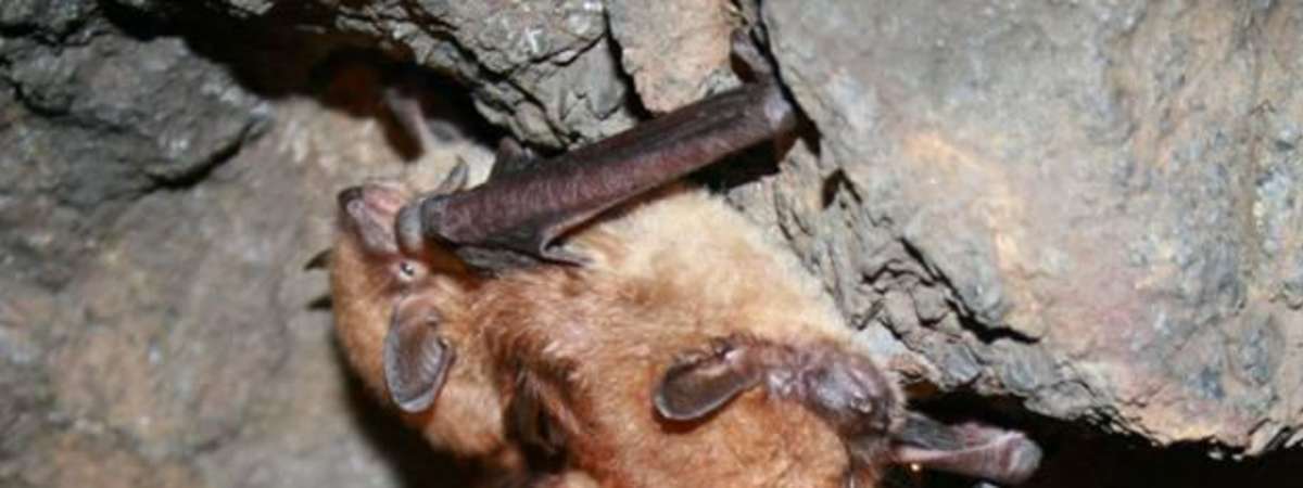 Night Bats