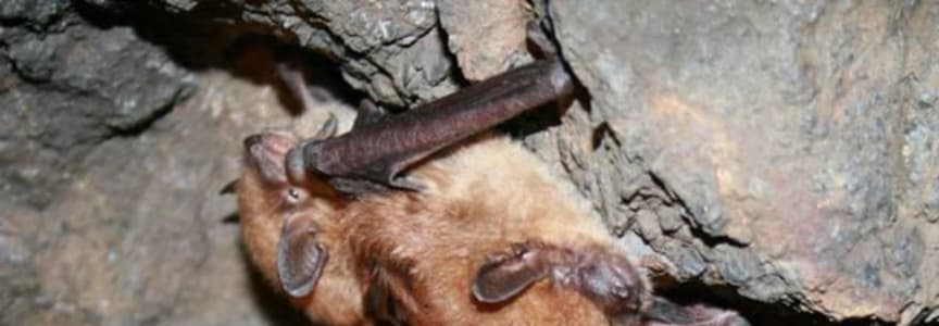 Night Bats