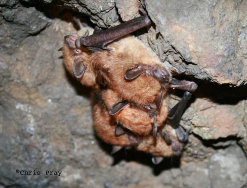 Night Bats