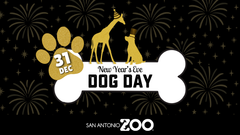 New Years Eve Dog Day