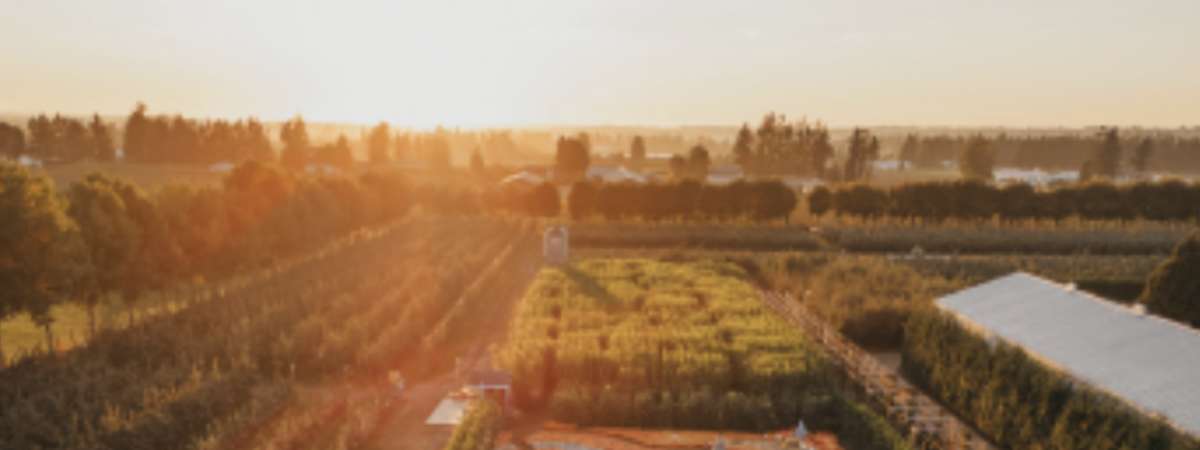 Magic of Fall