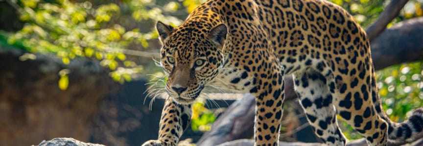 Hispanic Heritage Weekend at the Zoo