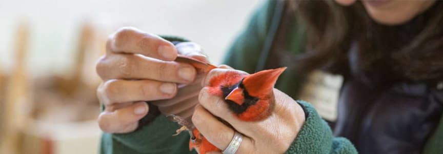Fall Migration Bird Banding Research