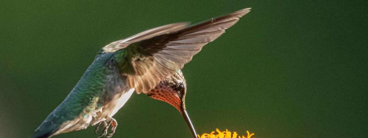 Hummingbird Migration Banding Research