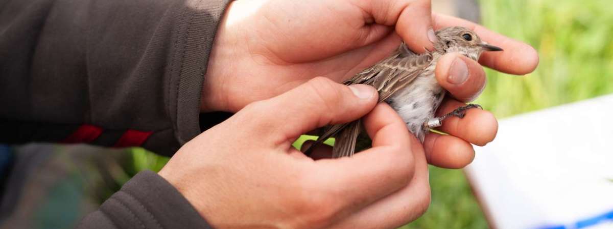 Fall Migration Bird Banding Research