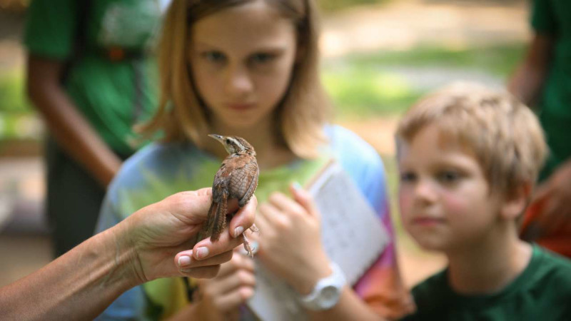 Fall Migration Bird Banding Research