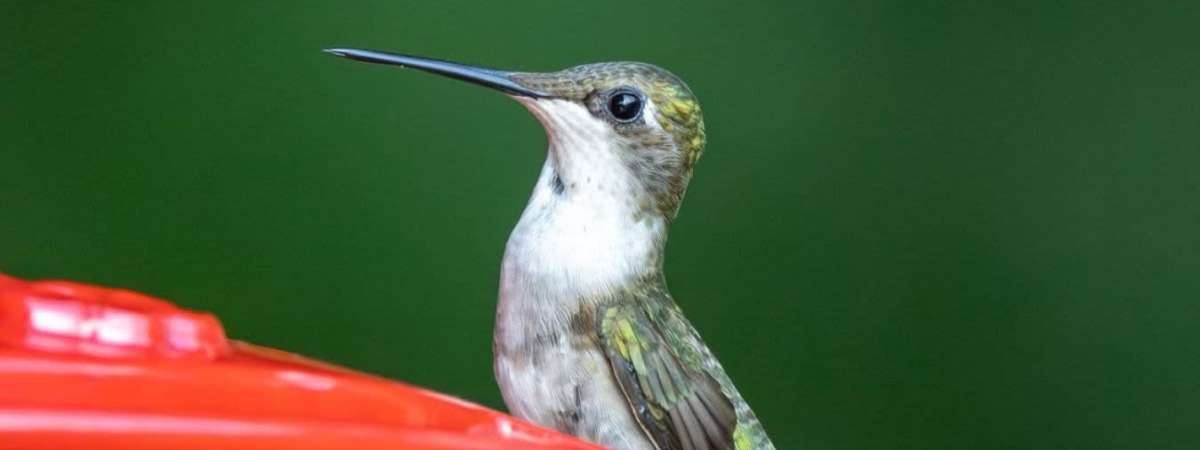 Hummingbird Migration Banding Research