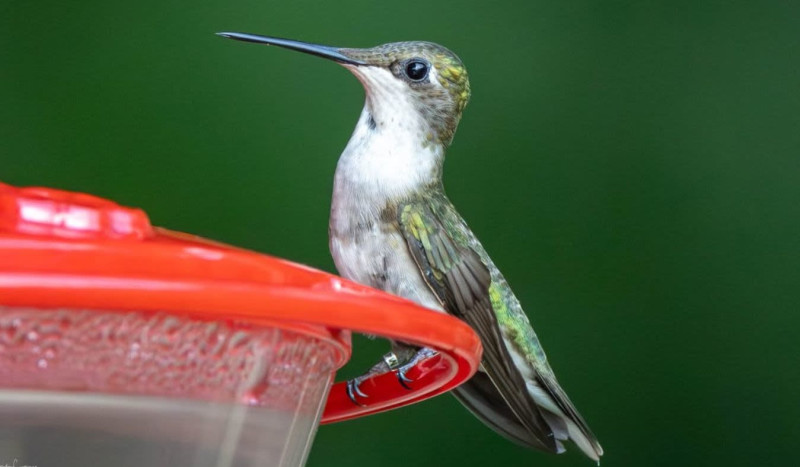 Hummingbird Migration Banding Research