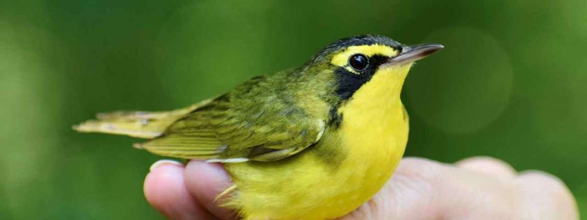 Fall Migration Bird Banding Research
