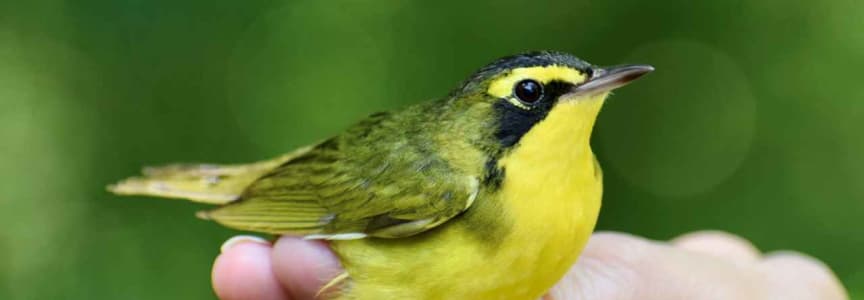 Fall Migration Bird Banding Research