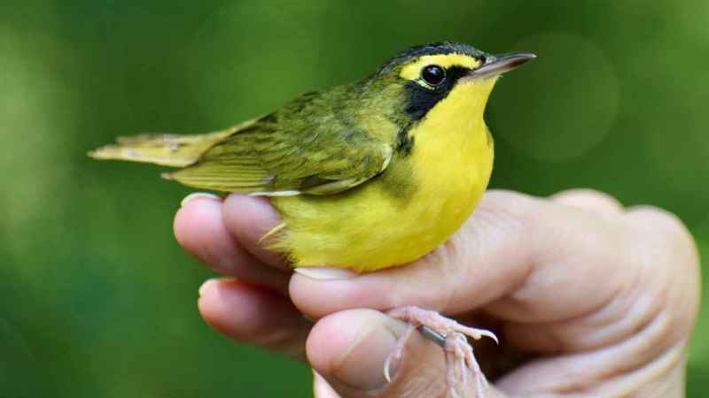 Fall Migration Bird Banding Research