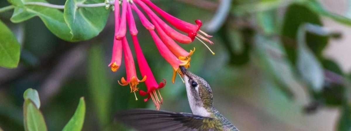 Hummingbird Migration Banding Research
