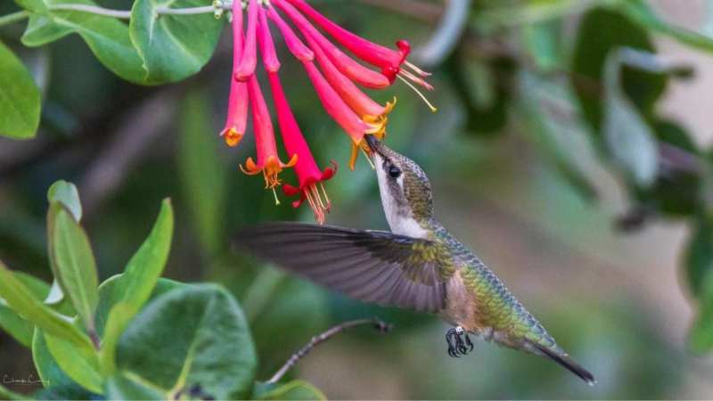 Hummingbird Migration Banding Research