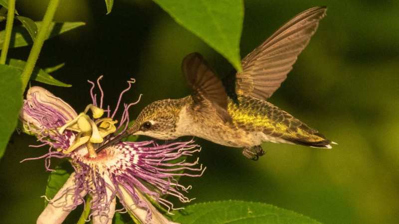 Hummingbird Migration Banding Research