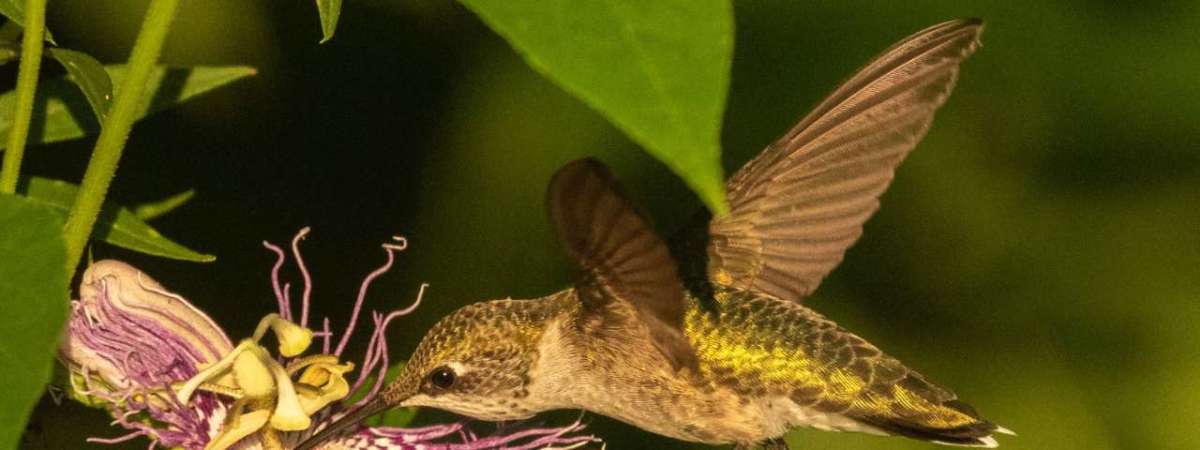 Hummingbird Migration Banding Research