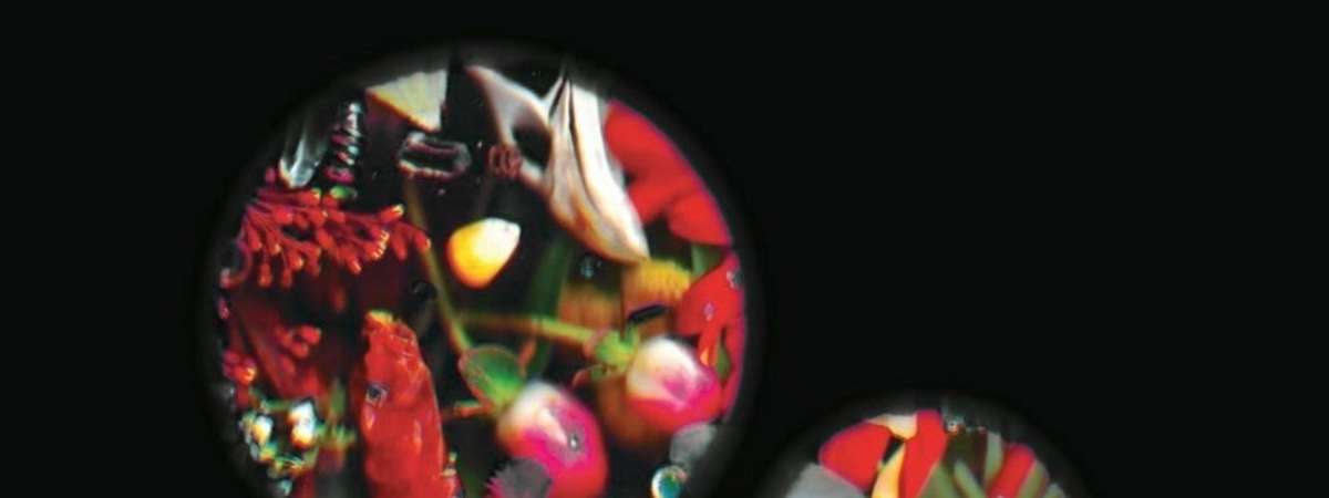 Sensing Together: a More-than-Human Community