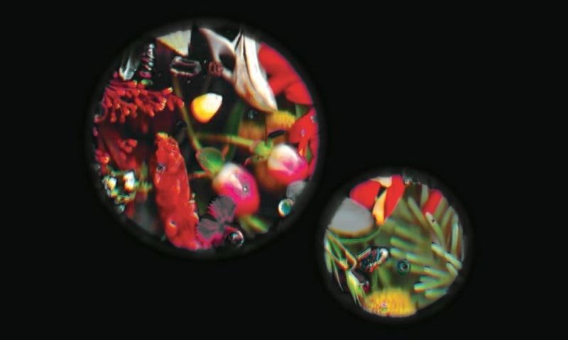 Sensing Together: a More-than-Human Community