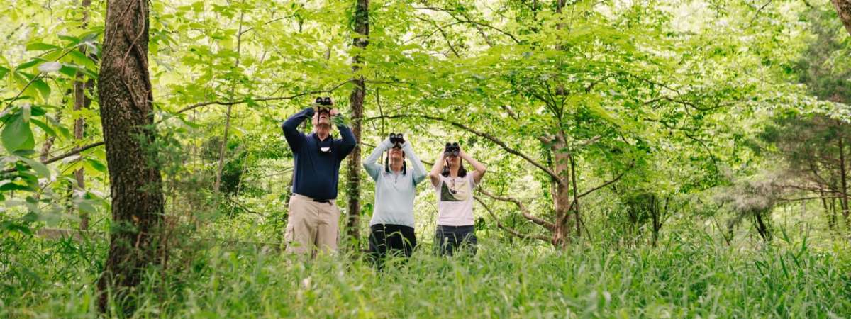 Migration Birding at the Little Harpeth River