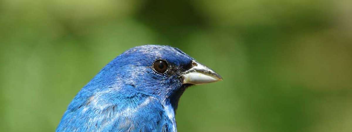 World Migratory Bird Day