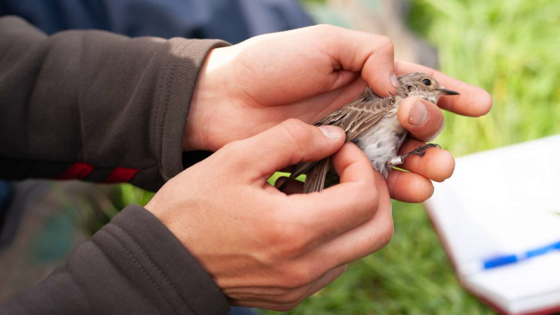 Fall Migration Bird Banding Research