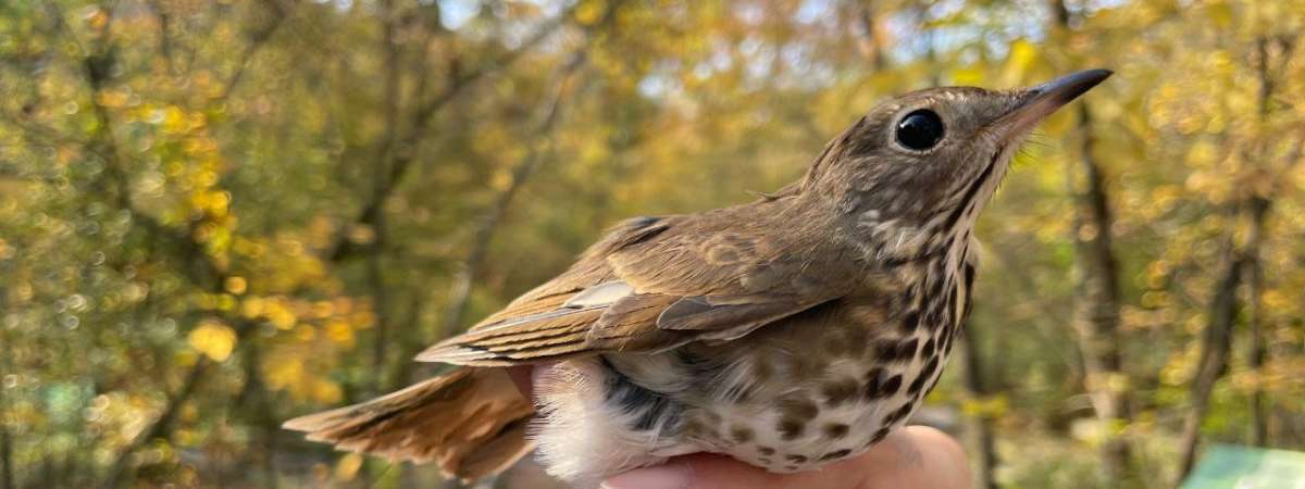 Fall Migration Bird Banding Research