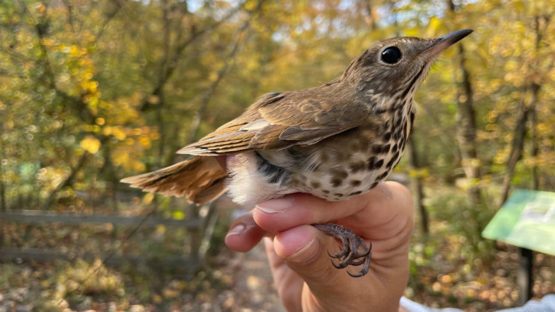 Fall Migration Bird Banding Research