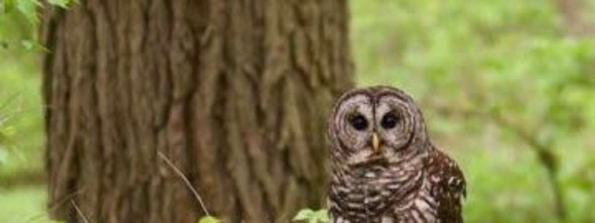 Searching for Owls of Warner Parks