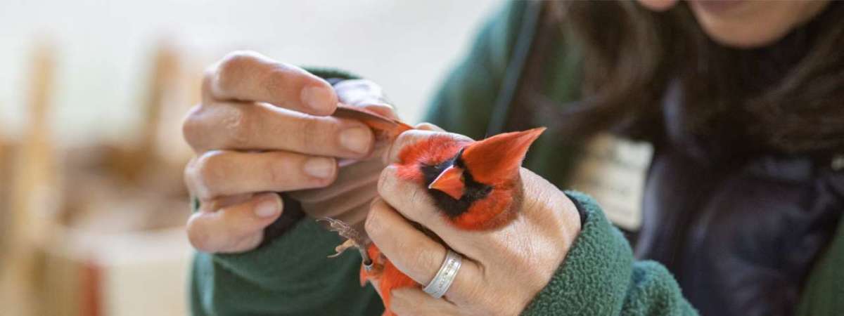 Fall Migration Bird Banding Research