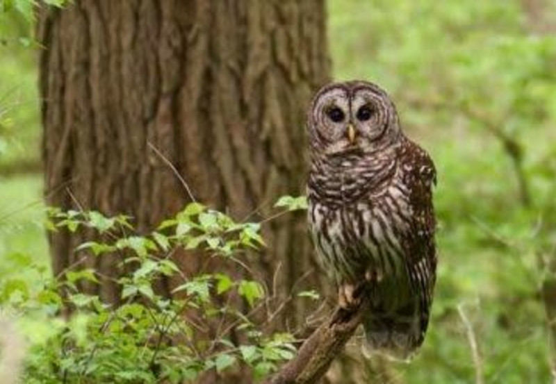 Searching for Owls of Warner Parks