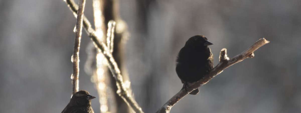 Early Winter Birds of Edwin Warner Park