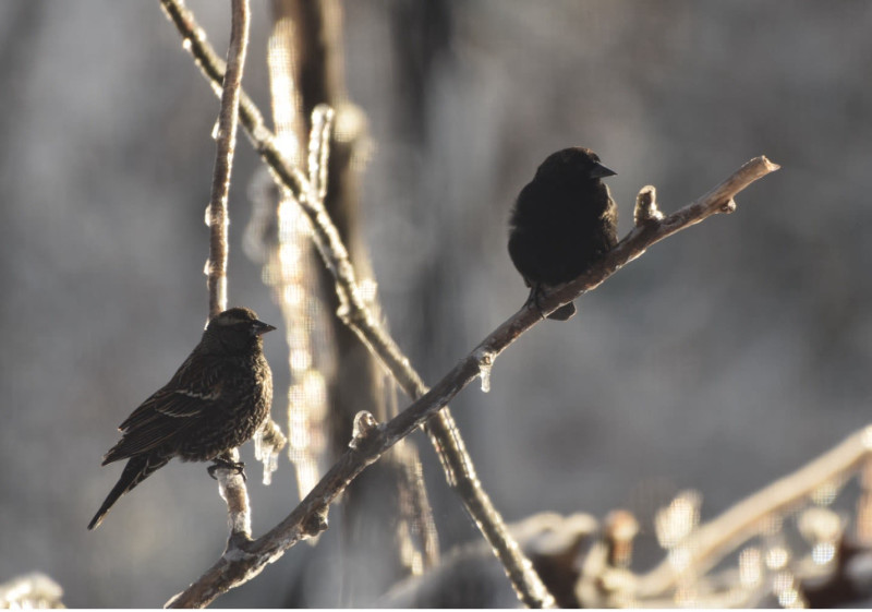 Early Winter Birds of Edwin Warner Park