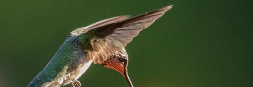 Hummingbird Migration Banding Research