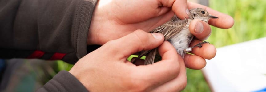 Fall Migration Bird Banding Research