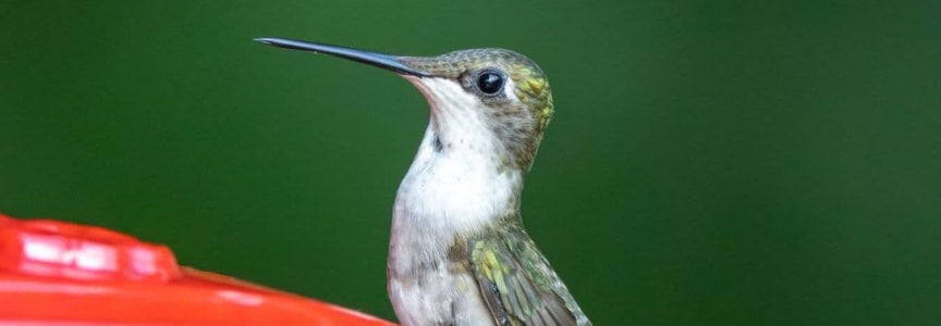 Hummingbird Migration Banding Research