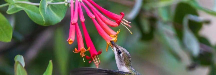 Hummingbird Migration Banding Research