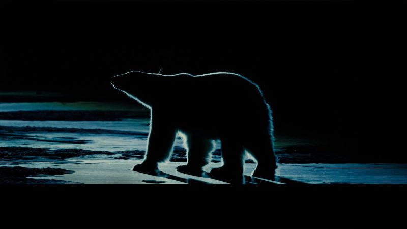Nuisance Bear Insights