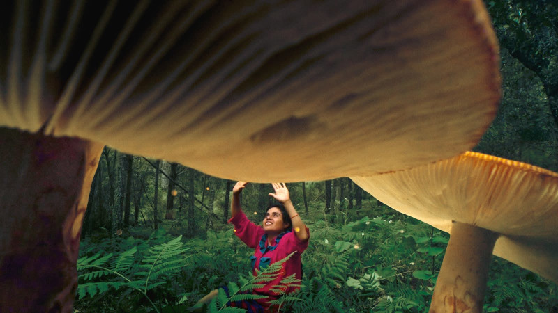 Daughters of the Forest Hijas del bosque
Spectrum