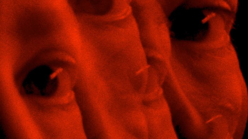 Short Forum 9: Big Time Sensuality VIFF Short Forum
Image: Vulnus