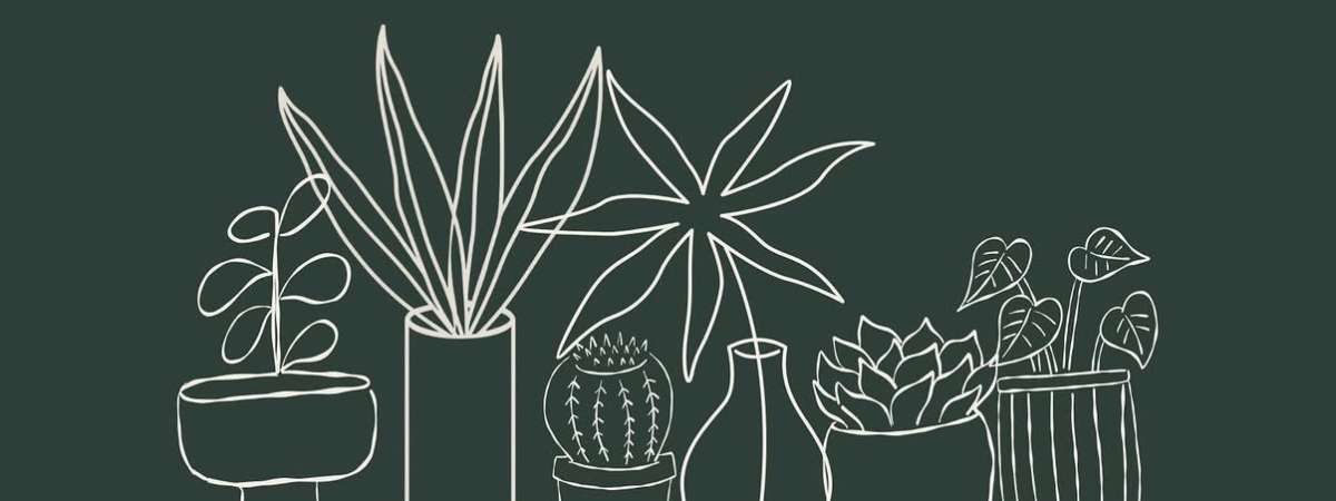 Plant Bingo