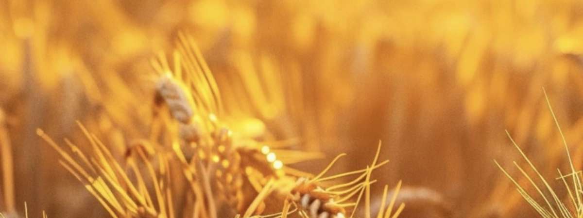 The Golden Harvest Market