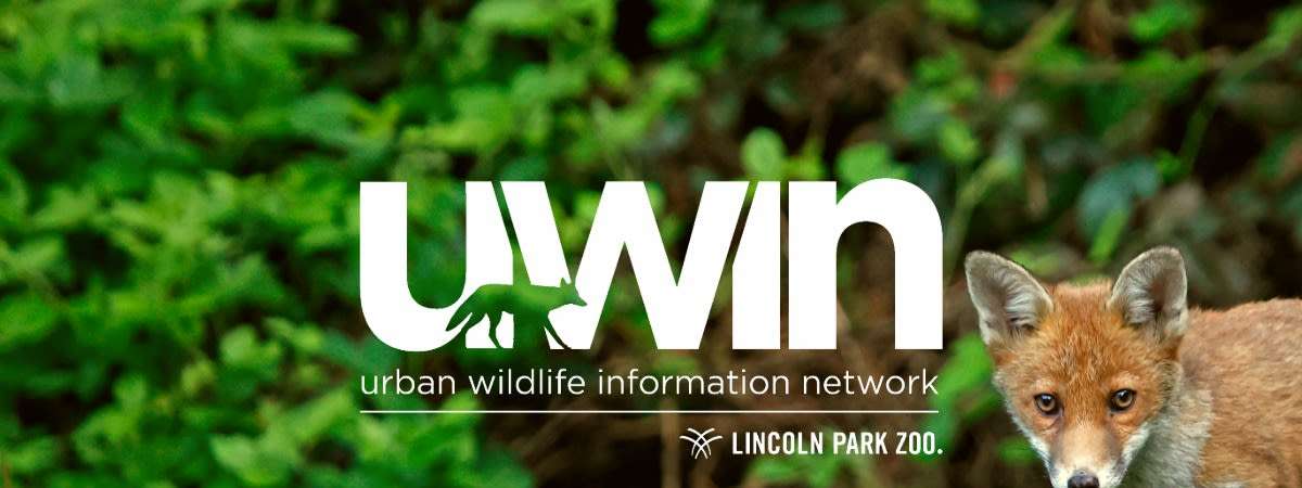 Lunchtime Lecture: The Urban Wildlife Information Network