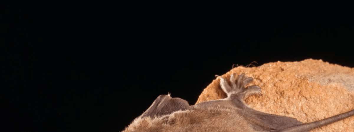 Bats and Bugs Night Hike