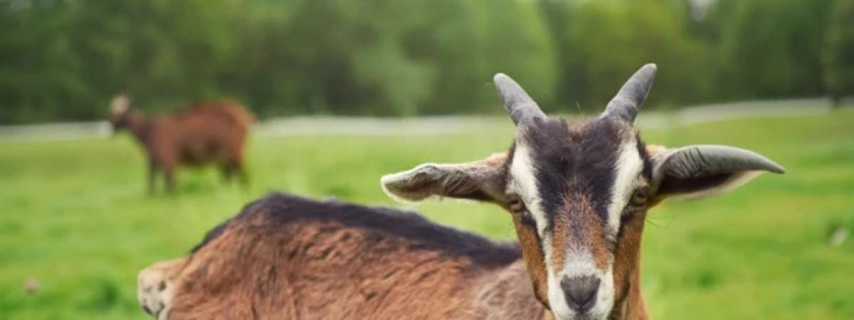 Goat Yoga